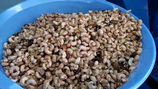 cashew processing machinery  sales  919714477155 [upl. by Fellner]