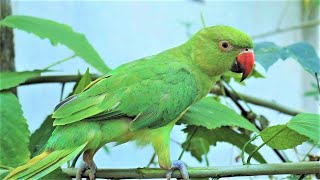 Loud Parrot Chirping Angry Voice  Natural Parrot Sounds  Parrot Calling Sounds [upl. by Elleira]