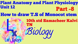 How to draw TS of Monocot Stem10Std Unit12 Plant Anatomy and Plant PhysiologySamacheer Kalvi TN [upl. by Akinod]