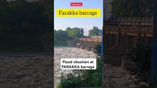 Flood situation at farakkka barrage shorts subscribe flood indian bangladesh share like [upl. by Osrit]