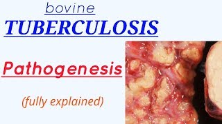 Pathogenesis  bovine TUBERCULOSIS  fully explained  hindi  english [upl. by Anilra296]