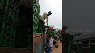 Madanapalle tomato market madanapalli tomatomarketmadanapalle vairal [upl. by Frasco665]