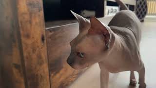 Didi the Sphynx Cat Helps Test the DJI Osmo Mobile  A Sphynx Cats Diary [upl. by Acissey364]