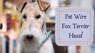 Wire Fox Terrier Pet Head  with Master Groomer [upl. by Porett]