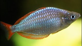 Neon Dwarf Rainbowfish Care  Praecox rainbow fish gender feeding breeding and tank mates [upl. by Evelinn]