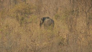 Zimbabwe to cull 200 elephants amid food shortages  AFP [upl. by Llamaj]