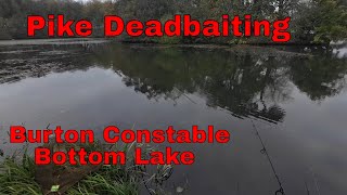 Pike Deadbaiting Burton Constable Nov 2024 [upl. by Anilac]