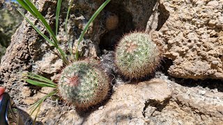 Visitando a Mammillaria jaliscana [upl. by Atsylac]