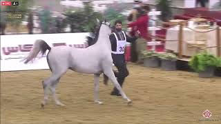 N309 HARITH ALKHOR  23rd Qatar National Arabian Horse Show  Colts 2 Years Old Class 7A [upl. by Goodson]