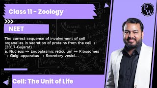 The correct sequence of involvement of cell organelles in secretion of proteins from the cell is [upl. by Hennebery811]