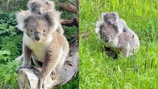 Koala Cuteness Mama and Baby Koala Poses For The Camera  WooGlobe [upl. by Artapoelc]