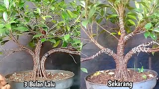 Bikin Ketagihan Gabung Batang Bonsai Kimeng [upl. by Limoli355]