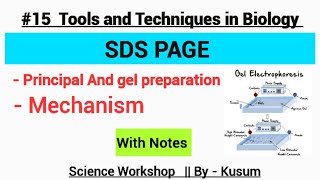 SDS PAGE Electrophoresis  Tools and techniques in biology MSc Zoology Kusum Chaudhary [upl. by Llig]