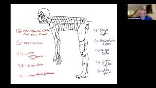 Dermatomes Myotomes Reflexes Shingles Sciatica Polio Neuritis [upl. by Elda]