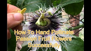 How To Hand Pollinate Passion Fruit Flowers Successfully [upl. by Akiemat]