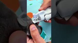 How to Trim Your Dogs Nails Safely shorts HowtoTrimYourDogs NailsSafely [upl. by Arret]