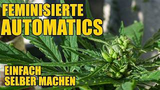 Feminisierte Autoflowers einfach selbst machen  vom Pollen bis zum Samen [upl. by Had711]