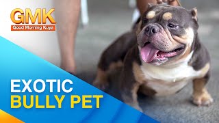 EXOTIC BULLY Breed Info and Proper Care  Pet Talk [upl. by Eatnahc]