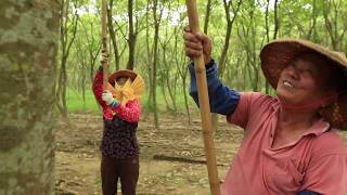 Tree To Tub Soapberry Production Process [upl. by Euqcaj]