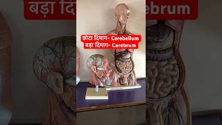 Cerebellum amp Cerebrum Location Shape  इन्सान का छोटा दिमाग amp बड़ा दिमाग कैसा कहाँ होता है shorts [upl. by Wickman]