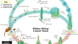 Metagenesis bryophytaMetagenesis Lumut DIJAMIN 8 MENIT PAHAM [upl. by Ecirahc]