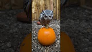 Owl On A Pumpkin shorts [upl. by Aiclef525]