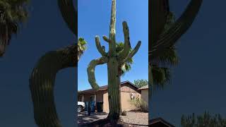 Homeowner records collapse of saguaro that had been outside home for nearly 50 years shorts [upl. by Whitson]