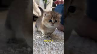 Munchkin Cat  Cutest Cat In The World [upl. by Kleper]