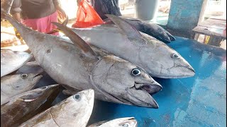 Amazing fresh tuna cut ordered by a restaurant Live 18 Nov 24 [upl. by Ativak569]