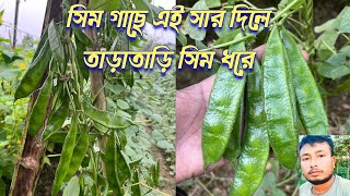 সিম গাছে কোন সার দিলে তাড়াতাড়ি সিম ধরে। শিম গাছে সার প্রয়োগ।sim Chas podoti [upl. by Irina608]