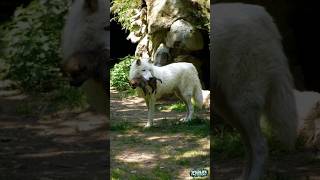 Rare White Wolf Mother Protects Her Newborn Pup In Wild  Heartwarming Moments You Must see wolf [upl. by Enytsirk]