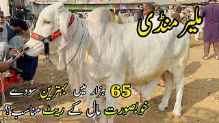 Malir Mandi Karachi Cattle Rates Update  30 January 2024  Cow Mandi 2024 [upl. by Annekam]