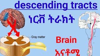 Descending tracts of Spinal Cord anatomy spinalcord nervoussystem ህብለ ሰረሰር ነርቭ ትራክት ሲስተም [upl. by Cherilynn]