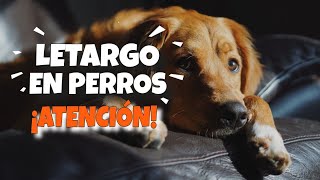 ¿QUÉ es el LETARGO en los PERROS 🐶¡Esta es la VERDAD [upl. by Ahsikel]