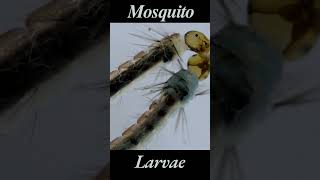 Mosquito Larva in Water  4k Close up  Mosquito Sound Effect  Mosquito Larvae [upl. by Finny744]