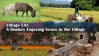 Village Life  A Donkey Enjoying Grass in the Village [upl. by Edson]