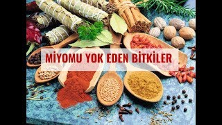 Miyomu Yok Eden Bitkiler [upl. by Winson]