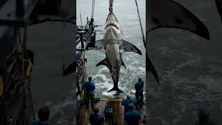 Ocean Fishing SpectacleGiant Shark HoistedOcean FishingGiant SharkSailor Onlookers [upl. by Nagyam216]