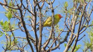 male Western Tanager and song at Regina SK Canada May 15 2016 [upl. by Augusto]