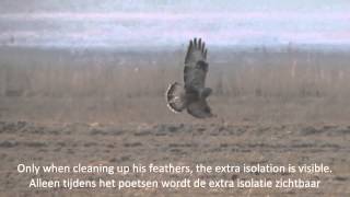 Slowmotion Roughlegged Buzzard  Ruigpootbuizerd Buteo Lagopus [upl. by Netnilc]