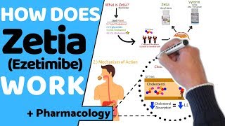 How does Zetia Ezetimibe Work  Pharmacology [upl. by Maril]