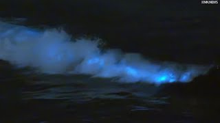 Bioluminescent Waves at Venice Beach [upl. by Eronaele]