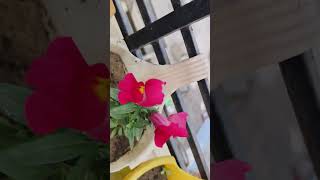 Antirrhinum or Snapdragon or Dog Flower first blooms youtubeshorts terracegardening views shorts [upl. by Caz304]