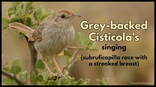 GREYBACKED CISTICOLA songs and calls subruficapilla race [upl. by Eniamrej]