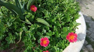 How to increase growth of purslane flowering plants  summer hanging basket plants [upl. by Wendin734]