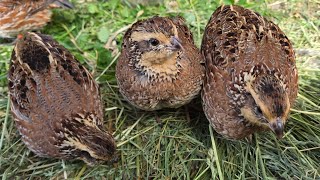 Bobwhite Quail 🌱🐤 [upl. by Tips518]