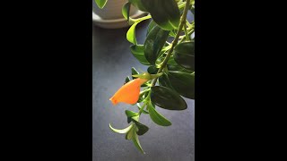 Blooming Goldfish PlantColumnea Gloriosa [upl. by Cimbura958]