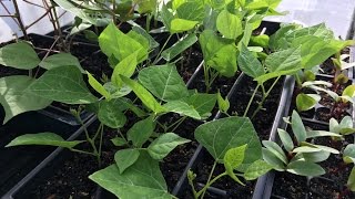 How to start Jicama seeds [upl. by Lesh988]