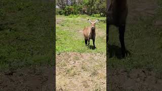 Waterbuck and monkey [upl. by Wini]