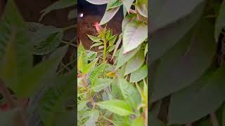 College ka paudha plants indoorplantplantnursery gardening terracegarde garden terrace [upl. by Zara811]